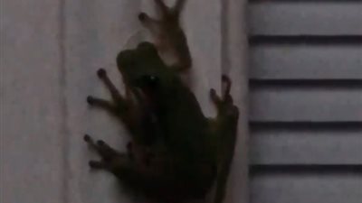 مقطع فيديو طريف لضفدع يضيئ من بطنه