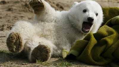 العلماء يحلون لغر نفوق الدب القطبي الألماني الشهير «كنوت»