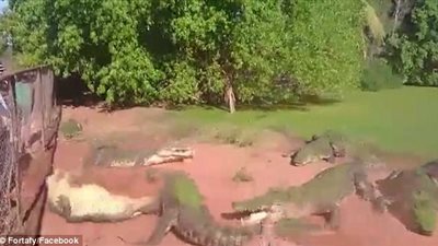 بالفيديو والصور.. لحظة افتراس تمساح لذراع أخيه في صراع على الطعام