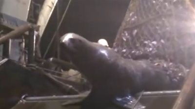 كلب بحر يعلق بشبكة صيد أسماك ضخمة (فيديو)