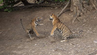 أنثى نمر تقاتل ذكرا في صراع على الأرض (صور)