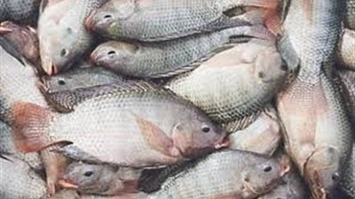 تباين أسعار السمك اليوم.. والبلطي بـ27 جنيها بسوق الجملة