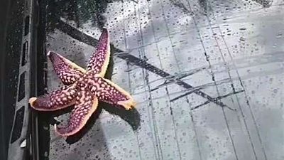 أغرب ما تسقطه السماء حول العالم.. تمطر «دمًا» على مدينة روسية.. سقوط أمطار مصحوبة بأحياء بحرية صغيرة في الصين.. سماء سريلانكا تشهد سقوط أسماك.. و«الروبيان» الأبرز