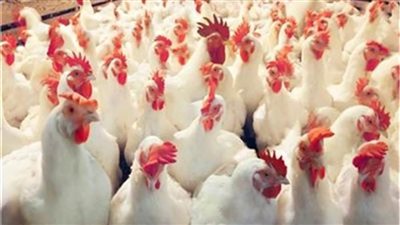 البرد عدو الدواجن..كيف تواجه درجات الحرارة المنخفضة للحفاظ على القطعان وضمان ثبات الأسعار