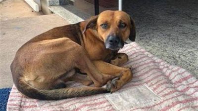 المتهمون بقتل كلب المطرية: 