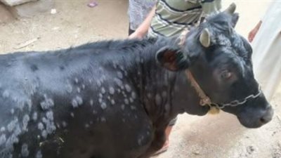 خبير بيطري يكشف خطورة تناول اللحوم المصابة بمرض الجلد العقدي
