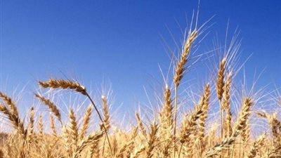 «الإحصاء»: انخفاض واردات القمح إلى 201,4 مليون دولار في مارس
