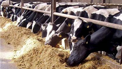 مسئول بالزراعة: نعيش في العصر الذهبي للإنتاج الحيواني