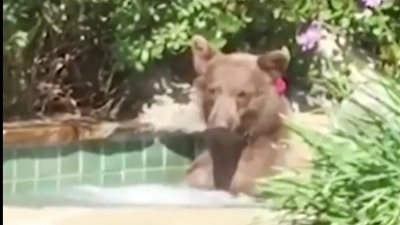 دب ضخم يقتحم منزلا للاستمتاع بحمام السباحة (فيديو)