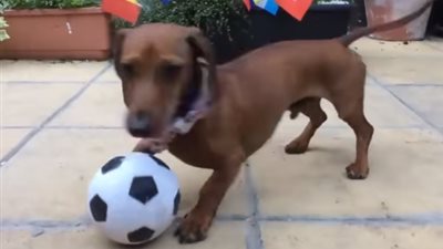 الكلب سوسيج يتوقع تأهل البرازيل إلى نصف نهائي المونديال (فيديو)