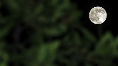 «العلوم الفلكية»: الأرض تشهد آخر «سوبر قمر» هذا العام.. اليوم