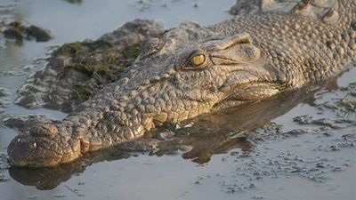 علوم البحار: 20% من تغذية تماسيح بحيرة ناصر قائمة على الأسماك