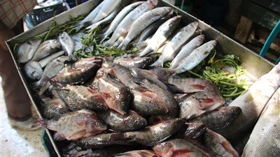 «البوري» يسجل 25 جنيهًا بالإسكندرية