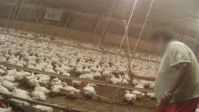 بالفيديو.. شاهد ماذا يحدث للدجاج قبل تجهيزه في «ماكدونالدز»