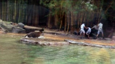 بالفيديو والصور.. 