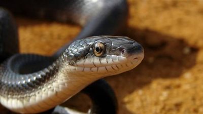 بيطرية تكشف خطورة التخلص من الثعابين بعد حيلة «البيض المسمم»