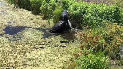 لحظة افتراس تمساح لصغيره بالولايات المتحدة (صور)