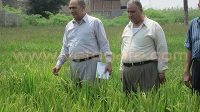 بالصور.. وكيل زراعة الشرقية يتفقد المحاصيل الإستراتيجية