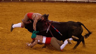 ثور ينتقم من مصارع أمام الجماهير (صور)