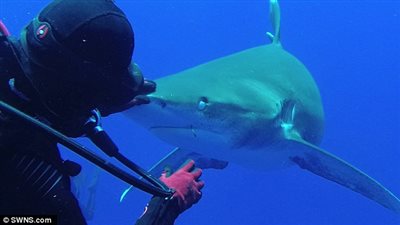 لحظة انتزاع امرأة خطافا من فم سمكة قرش (فيديو وصور)