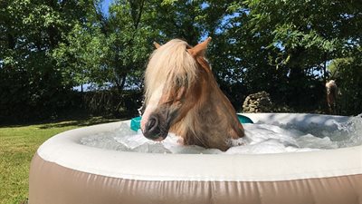 خيول تحصل على «سبا» متكامل بمنزل مدربتها (صور)