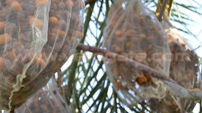 بالصور.. مشكلات تهدد محصول البلح في الوادي الجديد.. المزارعون: العائد لا يكفي المصروفات.. استيراد التمر الليبي والعراقي والمغربي يضر بالفلاحين.. و«سوسة النخيل» الخطر الأكبر على الثروة الزراع