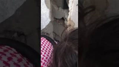 بالفيديو.. شاهد ماذا فعل سعودي بجدار منزله لإنقاذ قطة