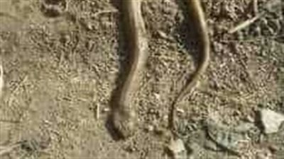 لدغة ثعبان تنهي حياة طالب بالدلنجات في البحيرة