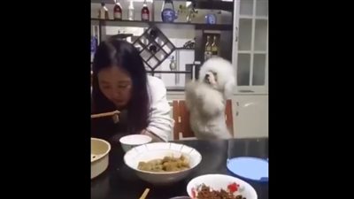 بالفيديو.. رد فعل كلب رفضت صاحبته إطعامه