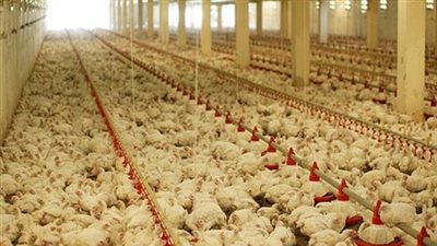 «الثروة الداجنة»: مواجهة الجشع مسئولية الأجهزة الرقابية