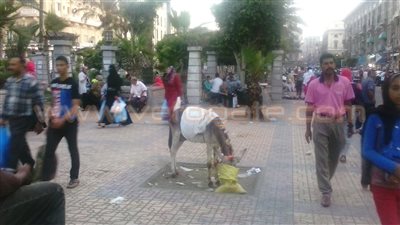 بالصور.. حدائق الإسكندرية تتحول إلى عزبة للحمير والحيوانات