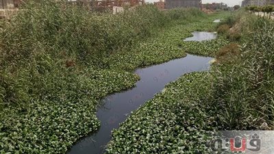 بالصور.. ورد النيل والحشرات يغطي مصرف الدلنجات بالبحيرة