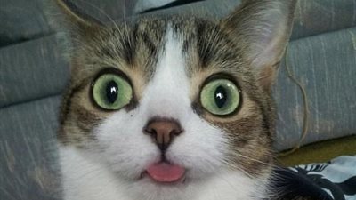 بالصور.. الجانب القبيح للقطط