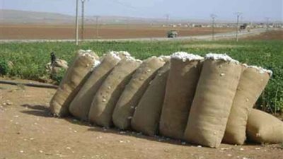 2300 جنيه سعر قنطار القطن وجه بحري.. و2100 قبلي