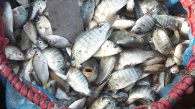 إلقاء 100 ألف زريعة سمك بلطي ببحيرة عرب العليقات