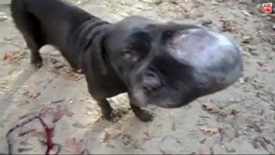 بالفيديو.. كلب ضال يقاوم السرطان