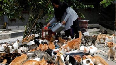 إندونيسية تحول منزلها إلى ملجأ لمئات القطط