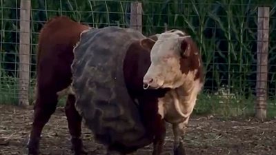 بالفيديو والصور.. إطار شاحنة يحاصر ثورا