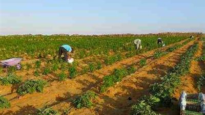 رئيس قطاع الري: الحكومة ستتعامل بحزم مع مخالفات زراعة الأرز