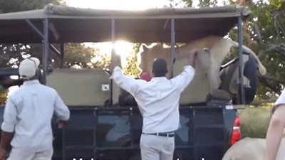 رد فعل طلاب في رحلة سفاري اقتحم أسد سيارتهم (فيديو)