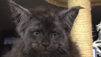 قط يثير الرعب بملامحه البشرية (فيديو)