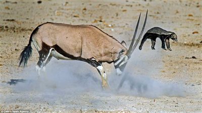 ظبي يعاقب غرير عسل حاول شرب المياه (صور)