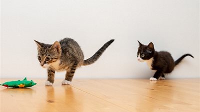 قطتان تتغلبان على عيب وراثي نادر تركهما بساقين فقط (فيديو وصور)