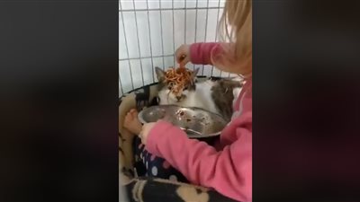 فتاة تفاجئ والدها بما فعلته بقطتها (فيديو)