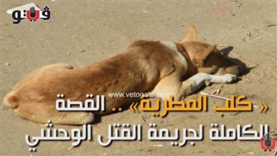 قرار عاجل من النيابة بشأن المتهمين بقتل كلب المطرية