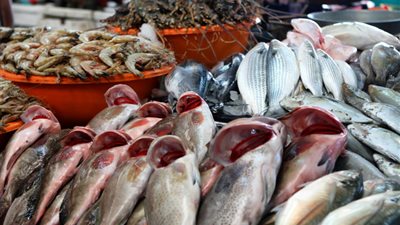 «بلطي أسواني» يسجل 17 جنيها بسوق العبور