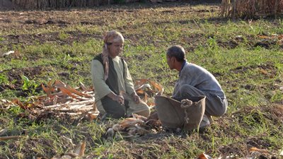 «رحلة فلاحى.. وتحدى ».. «فيتو» تقضى يوما كاملا مع عائلة «الصباروة» بالمنيا ..«السولار والسماد والتقاوى» صداع فى رءوس المزارعين .. تجاهل الدولة للفلاح يتسبب فى ا