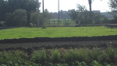 بنى سويف.. الأرض «غابة أسمنتية»