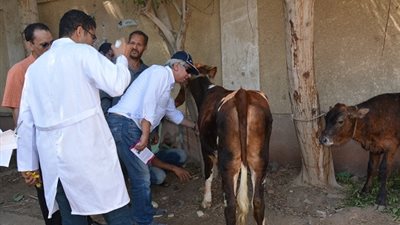 حملة بيطرية لمكافحة مرض إلتهاب الجلد العقدي في الفيوم (صور)