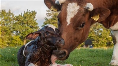 بقرة معدلة وراثيا لمقاومة المناخ شديد الحرارة